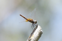 Aethriamanta nymphaeae