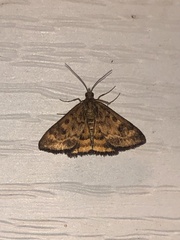 Pyrausta subsequalis