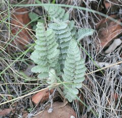 Cheilanthes brownii
