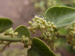 Cryptocarpus pyriformis