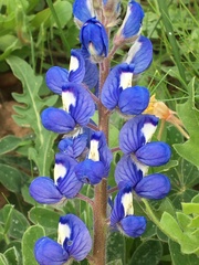 Lupinus subcarnosus