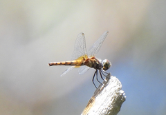 Aethriamanta nymphaeae