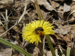 Apis mellifera