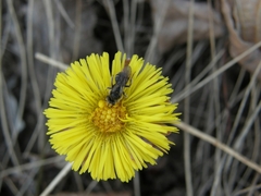 Apis mellifera