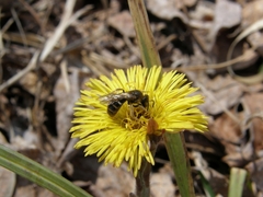Apis mellifera