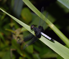 Erythrodiplax unimaculata