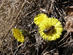 Apis mellifera