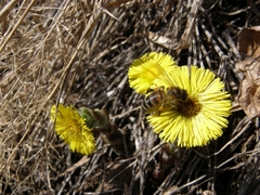 Apis mellifera