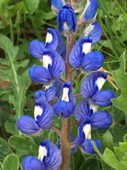 Lupinus subcarnosus