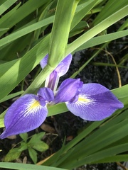 Iris savannarum