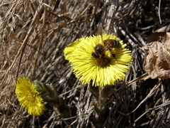 Apis mellifera