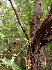 Anisotome latifolia