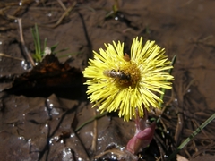 Apis mellifera