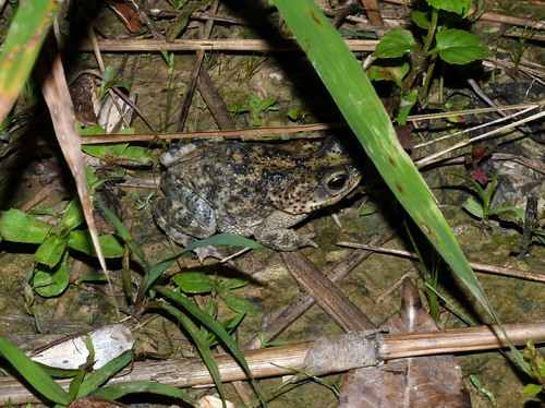 Chaco Granulated Toad