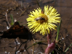 Apis mellifera