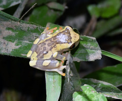 Dendropsophus arndti