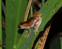 Dendropsophus arndti
