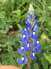 Lupinus subcarnosus