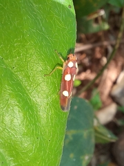Tettisama quinquemaculata