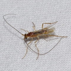 Macrocentrinae