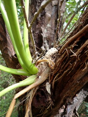Anisotome latifolia