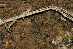 Leptodactylus petersii