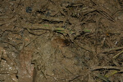 Leptodactylus petersii