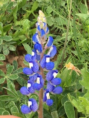 Lupinus subcarnosus