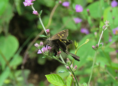 Chioides