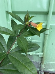 Allamanda schottii