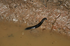Haemopis sanguisuga