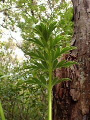 Anisotome latifolia