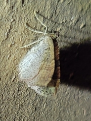 Costaconvexa centrostrigaria