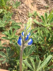 Lupinus subcarnosus