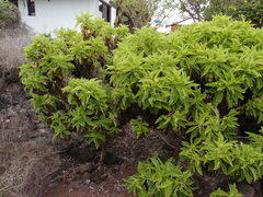Scalesia affinis affinis