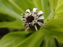 Scalesia affinis affinis