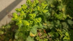 Euphorbia helioscopia