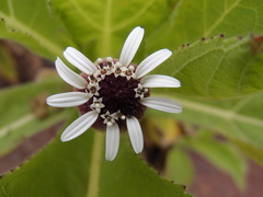 Scalesia affinis affinis