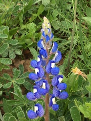 Lupinus subcarnosus
