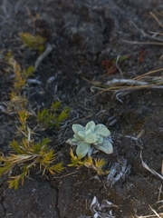 Draba nivicola
