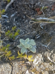 Draba nivicola