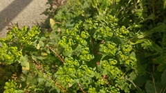 Euphorbia helioscopia