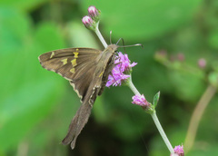 Chioides