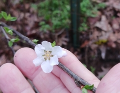 Crataegus uniflora