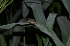 Anolis fuscoauratus