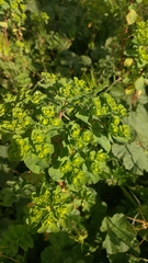 Euphorbia helioscopia