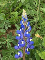 Lupinus subcarnosus