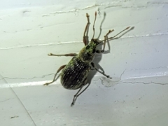 Cyrtepistomus castaneus
