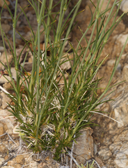 Eremogone macradenia