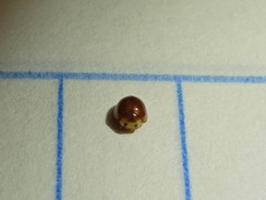 Cryptognatha auriculata